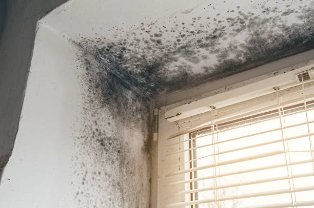 Affordable Attic Mold Remediation solutions in Immaculata, PA